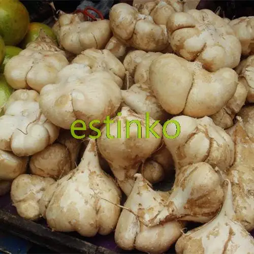 Jicama Seeds 20pcs/bag Pachyrhizus Erosus Fruit Vegetable Seeds Bonsai Edible Raw Fruit DIY Plant Home Garden Free Shipping