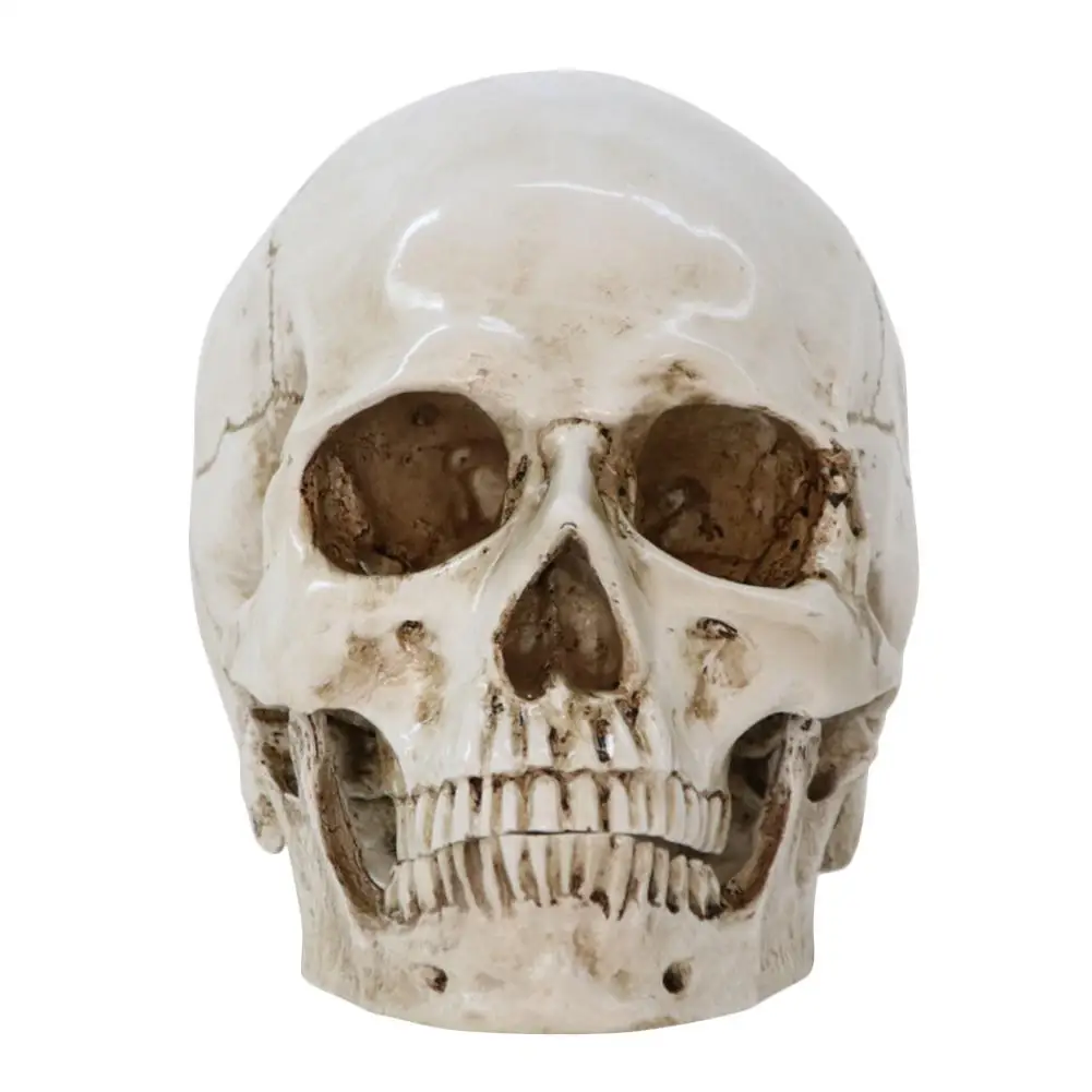 

Human Eagle Statue Sculpture Resin Skeleton Head Replica Medical Model Lifesize 1:1 Halloween Home Decor Decorative Craft Skull