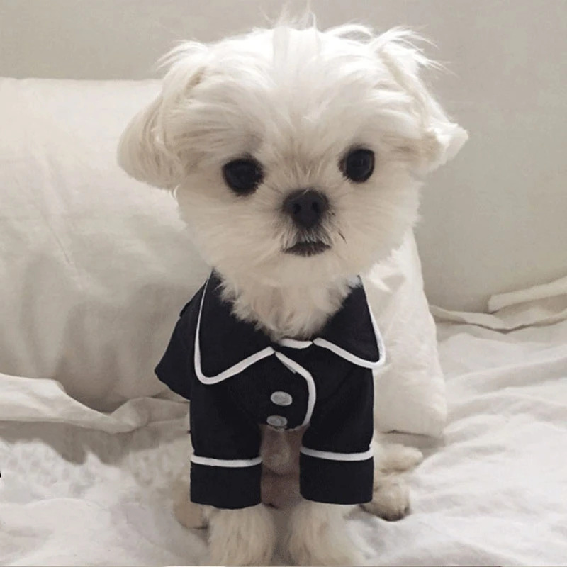 chihuahua summer clothes