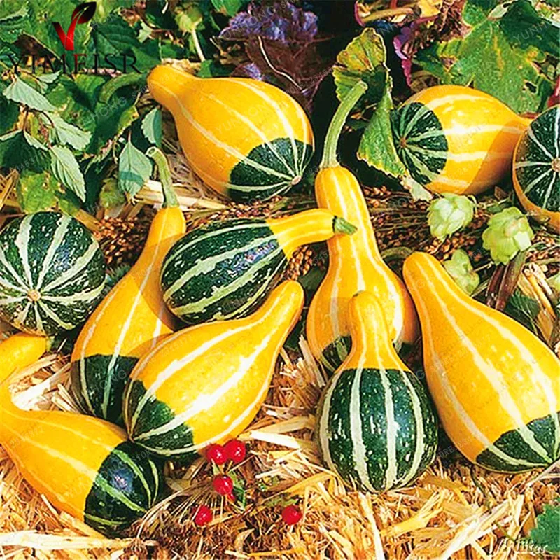 

Pumpkin Bonsai Rare Chinese Rainbow Bulb Vegetable Bonsai Herb Mini Bonsai Pot Planter Easy To Grow Plant For Garden 10 Pcs