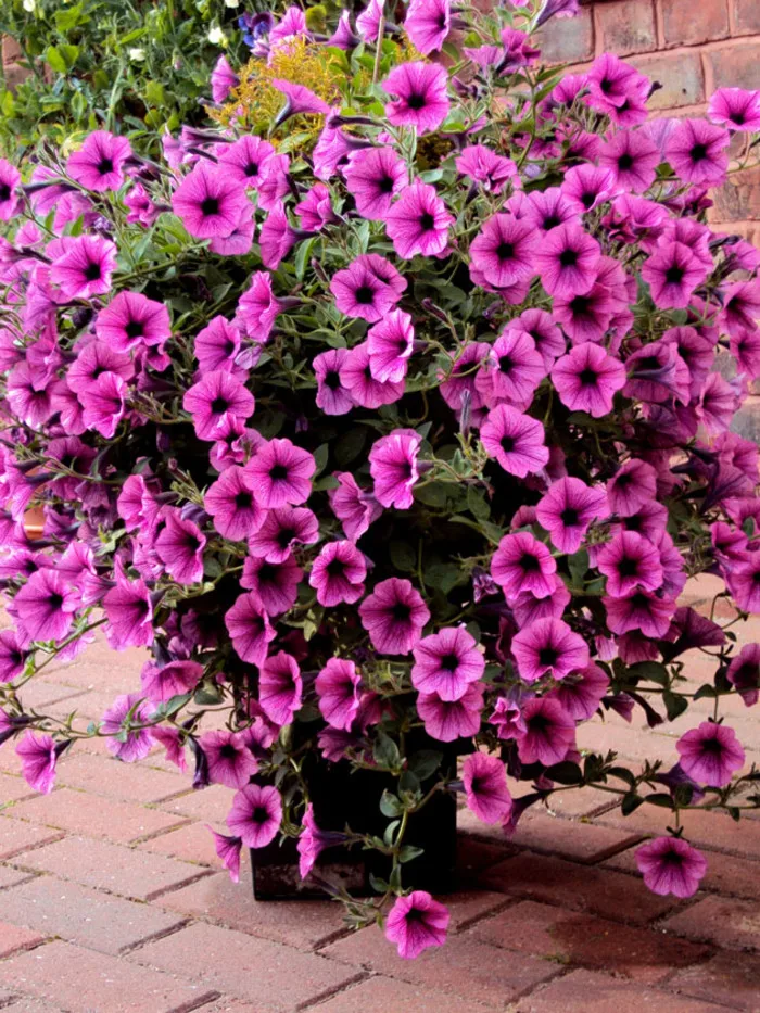 

100pcs multi-flowered petunia bonsais flower balcony mirage Home Garden Decoration Indoor Plants Flowers