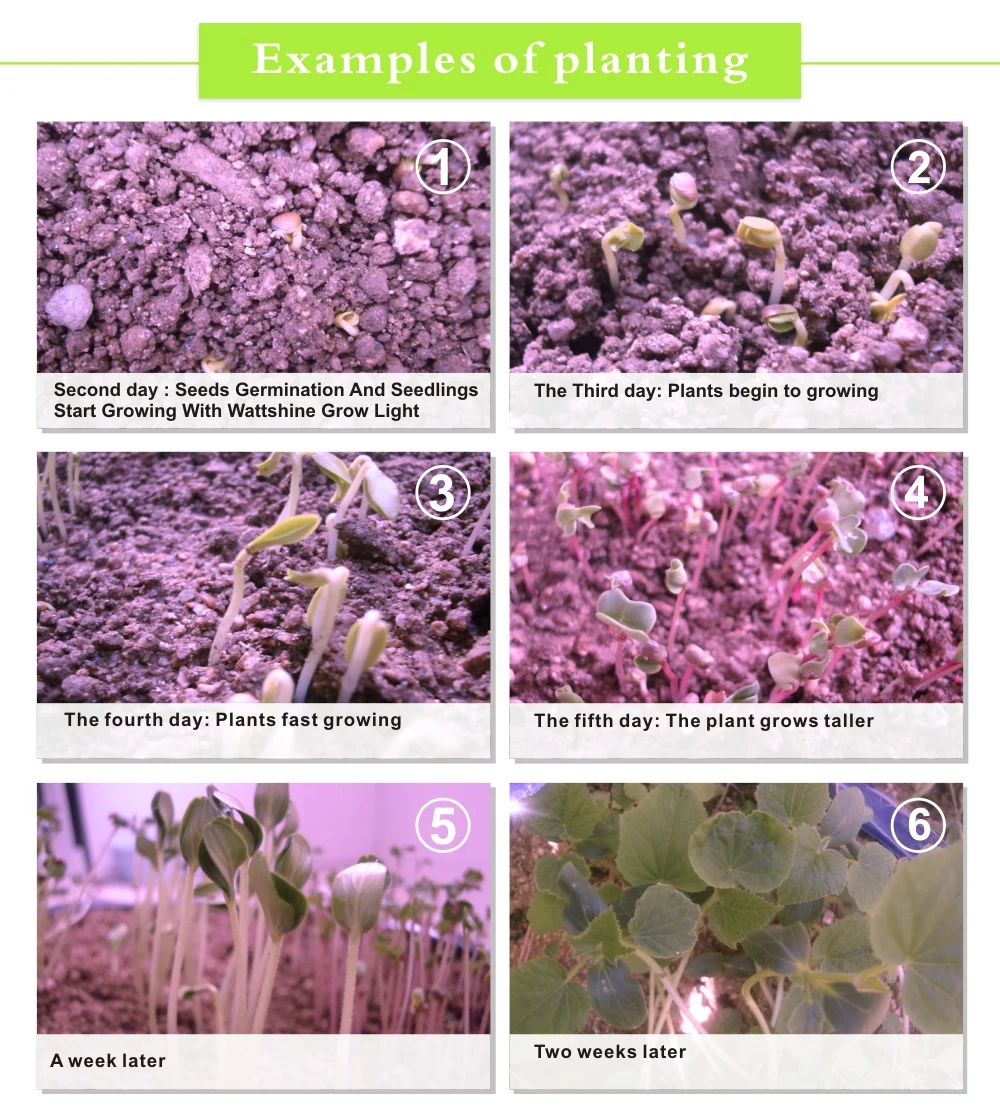 Whole hot seller 300W Led Grow Lights Panel 3W Led plant lamps for indoor Greenhouse hydroponic systems grow tent CEROHS (57)