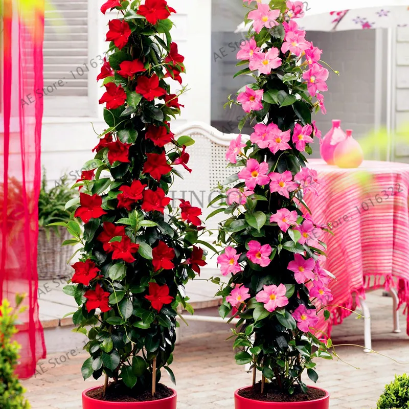 

100pcs/bag Mandevilla Sanderi(Dipladenia sanderi)flores,potted balcony,Bonsai Flower Potted Plant plantas for Home Garden