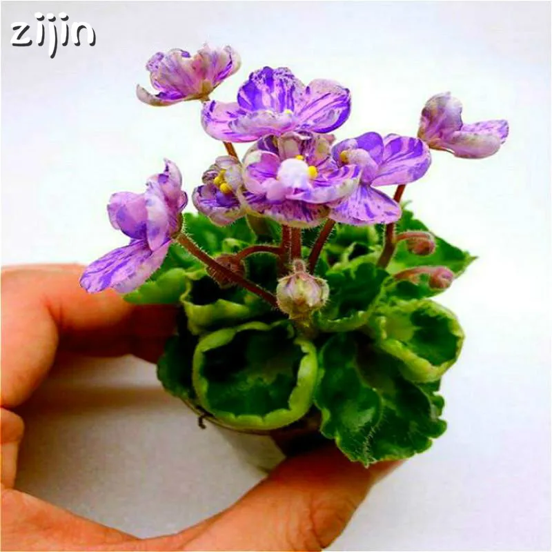 

Free shipping 100pcs Popular Mix Violet Bonsai Flower For Viewing Flower Evening-Scented Stock Violet Diy Home Garden Plants