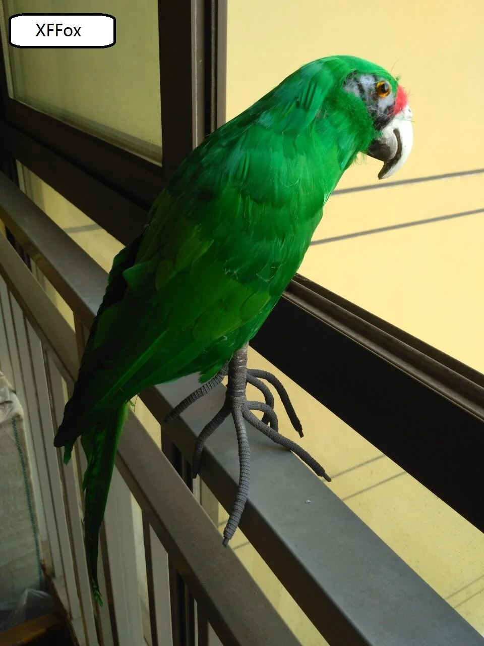 

new real life parrot model foam&feather simulation green parrot bird gift about 45cm xf0182