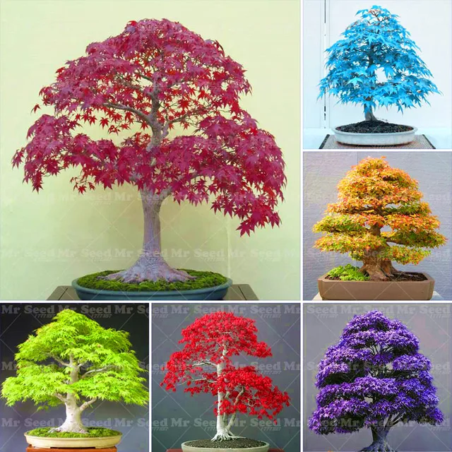 10PCS Potted Plant Seeds 100% True Japanese Red Maple Bonsai Tree ... 10PCS Potted Plant Seeds 100% True Japanese Red Maple Bonsai Tree ...