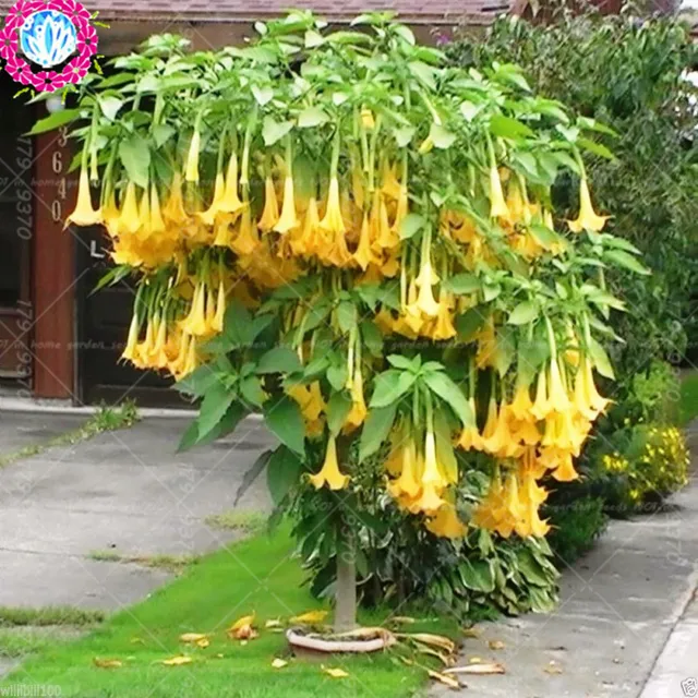 Datura Flower Tropical Plant Aromatic White Angels Trumpet Datura Flower Tropical Plant Aromatic White Angels Trumpet Indoor Bonsai For Home Garden 50seeds