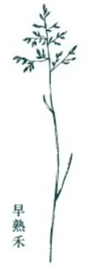 12 типов зеленая трава цветок деревянный штамп Скрапбукинг Хобби DIY планировщик украшение для ноутбука милый деревянный набор штампов - Цвет: A
