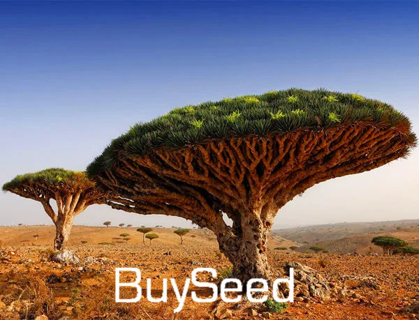 Tree Seeds 10pcs Seeds Dracaena Draco Dragon Tree Plant Seeds Dragon S Blood X2xpou Seed Bead Bracelet Designs Seed Startingseeds Green Aliexpress Tree Seeds 10pcs Seeds Dracaena Draco Dragon Tree Plant Seeds Dragon S Blood X2xpou Seed Bead Bracelet Designs Seed Startingseeds Green Aliexpress