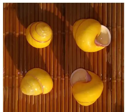 

Conchas shells yellow snail hermit crab shells Window shot props nautical home decor