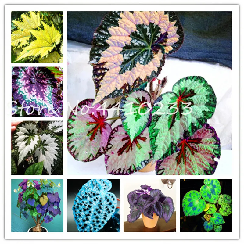 

100 Pcs Bonsai Colorful Coleus Foliage Plants Rainbow Leaf Plant Dragon Cold-Tolerant Bonsai Plant Easy Grow Diy Home Garden