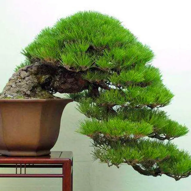 Pine Seeds, Green Bonsai Tree Seeds, 20pcs/pack