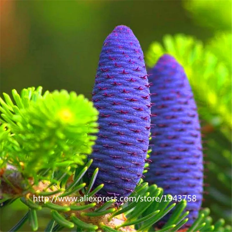 50-pcs-Abies-seeds-korean-fir-Nordmann-Fir-Christmas-Tree-Conifer-seeds-tree-House-Garden-bonsai