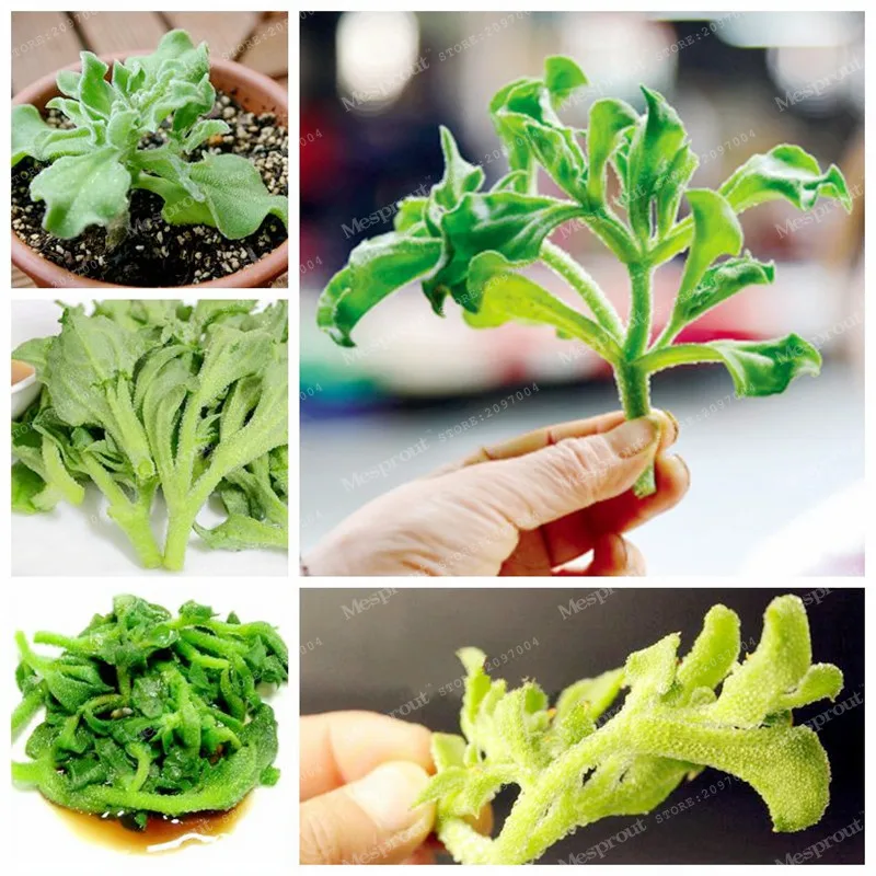 

100 Ice Plant (Mesembryanthemum Crystallinum)Bonsai Rare Delicious Ice-like New Kind Vegetable Bonsai Plant Bonsai Home Garden
