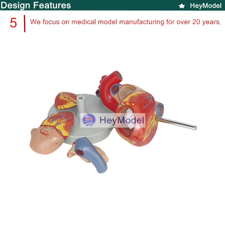 Heymodel взрослых Сердце Модель removabal 2 раза расширения