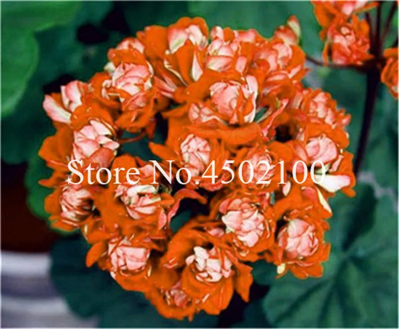 110 Pcs Colorful Geranium Bonsai Plantas Perennial Bonsai Flower Pelargonium Peltatum Flores Potted Geranium For Home Garden
