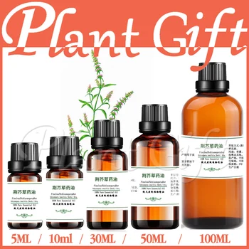 

100% pure plant Herbal medicine oil schigonepeta herbal oil Essential oil traditional Chinese Fineleaf Schizonepeta Herb