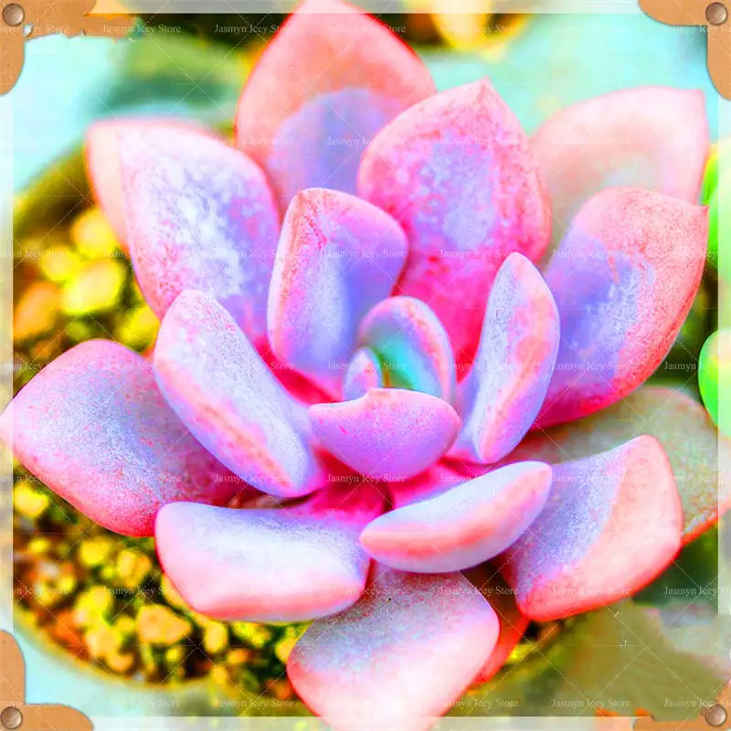 200 Pcs/Lot Mini Succulents Flowers Bonsai Plants Sementes 24 Color Rare Lithops Stone Flower Potted Planting for Home Garden