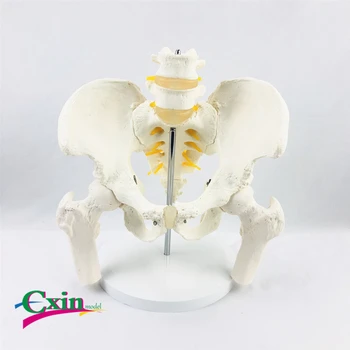 

Two-segment lumbar spine model femur spine medical pelvic medicine teaching