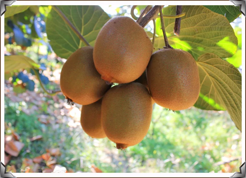 50 Seed Semillas De Fruta Plantas Rare Bonsai Chinese Gooseberry Kiwi Fruit Tree Seeds For Home Garden Pots Plants Perennial Fruit Box Seeds Perennialfruit Bucket Aliexpress