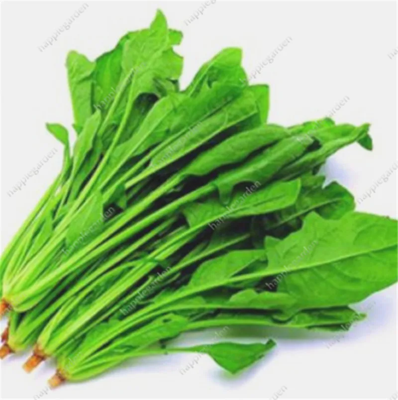 

300 Pcs Heirloom Green Spinach Green Vegetable Spinach Salad Leaves Good Taste Non-GMO Home Garden Plants for Flower Pot Planter