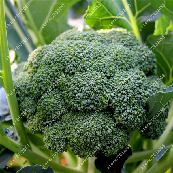 

bonsai 100pcs Cauliflower Vegetable Non Hybrid Broccoli For Home Garden