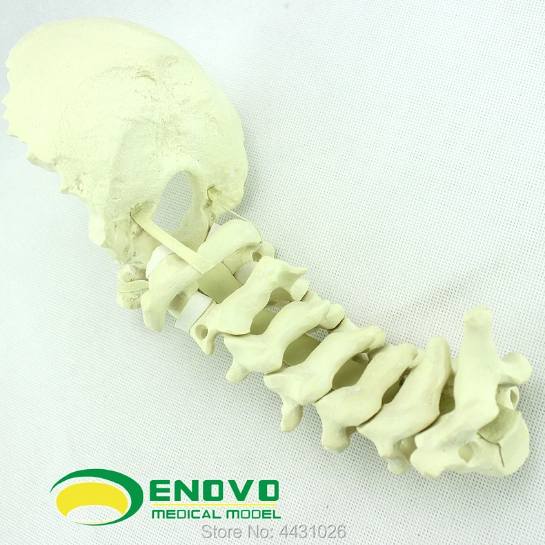 ENOVO Human cervical spine posterior system operation of PCF operation simulates bone Sawbone orthopedic model ENOVO Human cervical spine posterior system operation of PCF operation simulates bone Sawbone orthopedic model