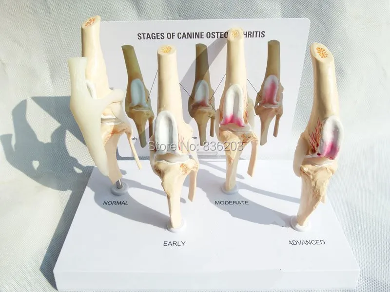 Собак для больных остеоартритом 4-х ступенчатый колено собака/собака 4 этап при коленном артите анатомия, анатомический модель скелета esqueleto anatomia