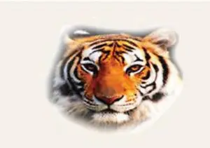 Accessories for tiger star satellite receiver | Электроника