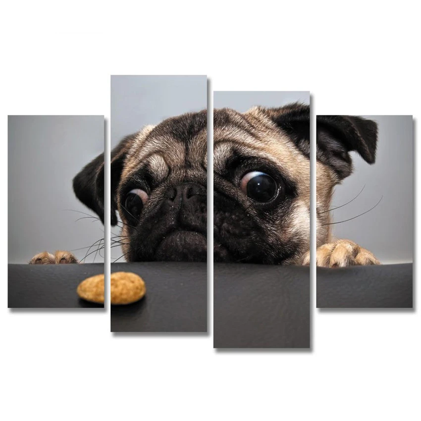 Pug Dog