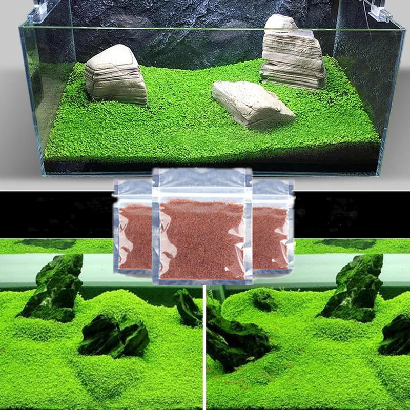 

Aquarium Plant Seed Decoration Glossostigma Hemianthus Callitrichoides Easy Growing Water Plant Grass Seed Fish Tank Lawn Decor