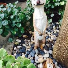 Мангуст meerkat скульптуры искусственное украшение для сада фигурки животных украшение для дома с изображением животных статуи