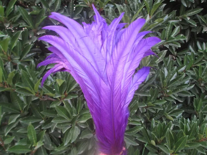 Sale 100 beautiful purple rooster feathers Size 12 14 inches / 30 35