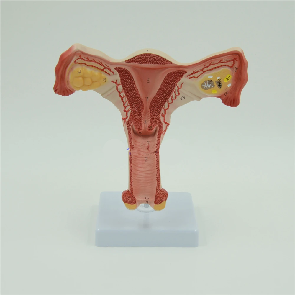 子宮と卵巣解剖モデル人間の女性医療解剖内部性器オルガン 教育機器 Aliexpress