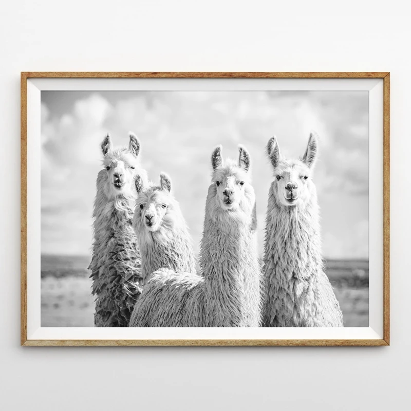 Llama Canvas Picture Home Decor