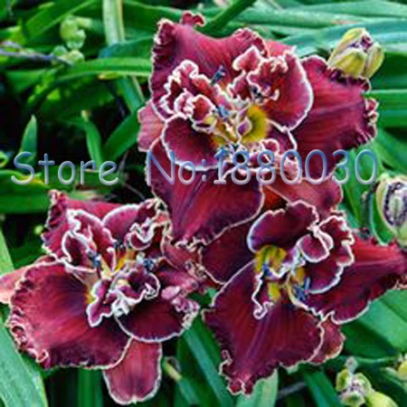 Aliexpress Com 1bag 30pcs Original Package Ground Cover Antirrhinum Majus Seeds Common Snapdragon Flower 200pcs Colorful Flowers Garden Home Bonsai Planting Free Shipping From Reliable Seed Bead Jewelry