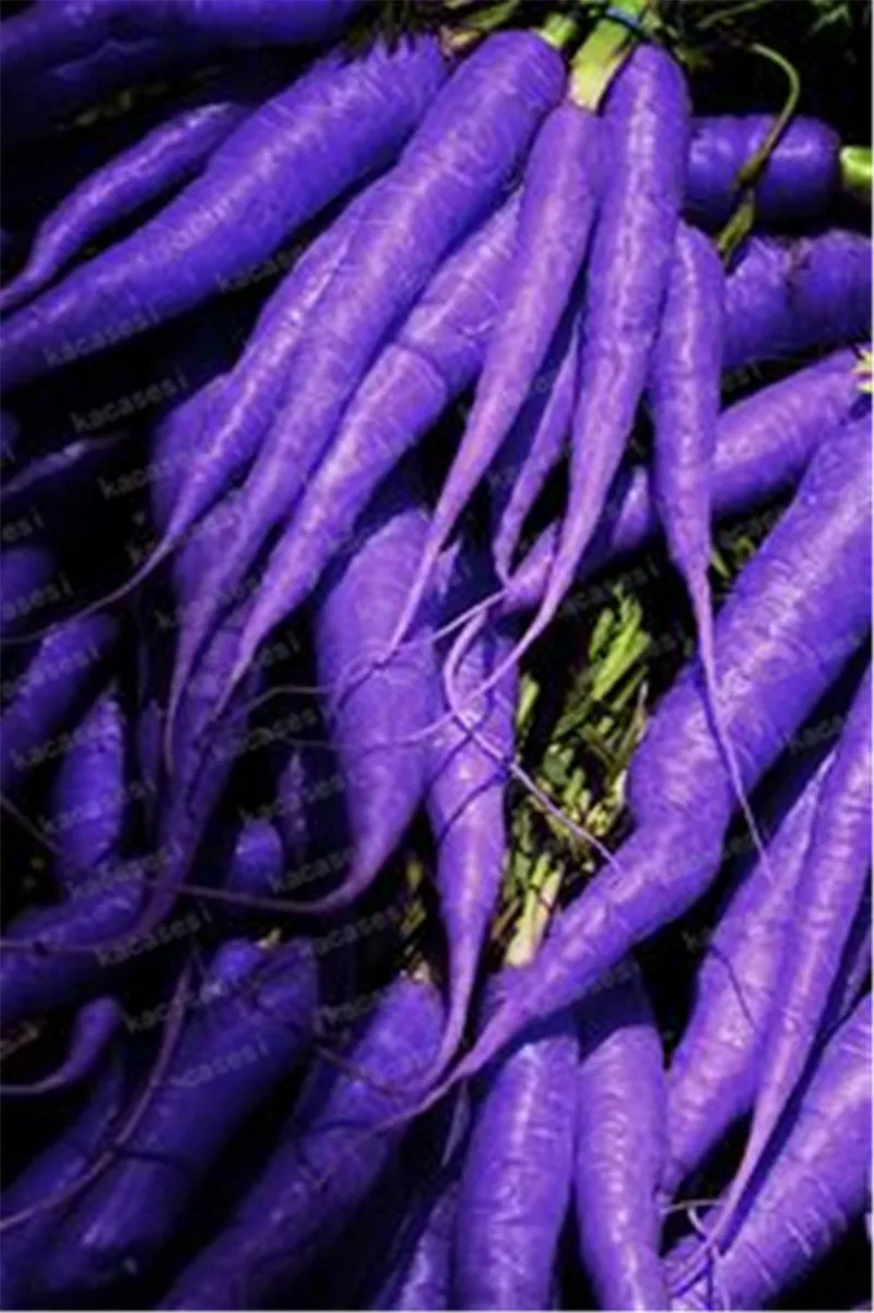 200 Pcs Multi Color Carrot Bonsai Healthy Fresh Vegetable Fruit Plants Good for Cooking, Heirloom Home Garden Plant
