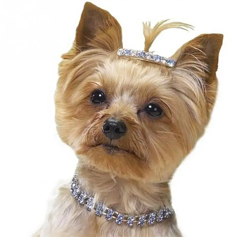 Pet Dog Collar Tags Pet Dog Collar Tags