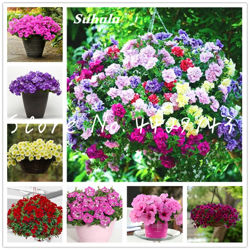 

Big promotion! 100 pcs flower Petunia,Petunia Night Sky flower Plantas,bonsai flower floresling aquatic plants, garden plant