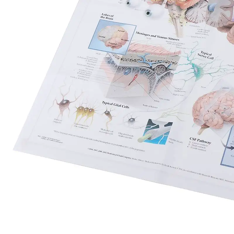 Анатомия человека системы мозга плакат анатомическая диаграмма Человеческого Тела Медицинский художественный настенный плакат Шелковый принт для образования домашнего декора
