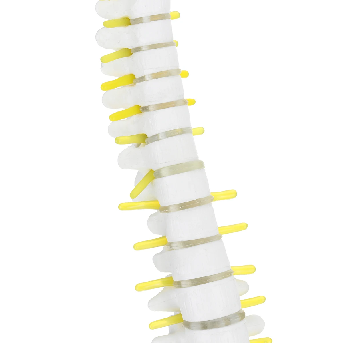 Используется для массажа, йоги и т. Д. 45 см Гибкий 1:1 взрослый Поясничный изгиб позвоночника модель человека скелет модель с спинного диска таза модель