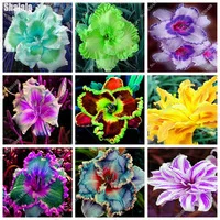 Recommend-Seeds-Daylily-Flower-Seeds-Delicious-Vegetable-Seeds-120pcs-Professional-Pack-The-Best-Gift-For-The.jpg_200x200