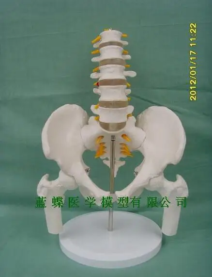 Медицинские человека мужского таза модель с пятью поясничных тазовой кости и крестца копчиковый bone модель