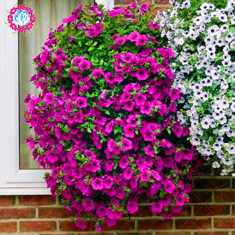 

100pcs/bag rare petunia bonsai flower plants, 20 colors any choice, suitable for home & garden planting plants