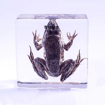 

Real Toad Specimens In Clear Lucite Block Educational Instrument Middle School Biology School Teaching Aids Teaching Instrument