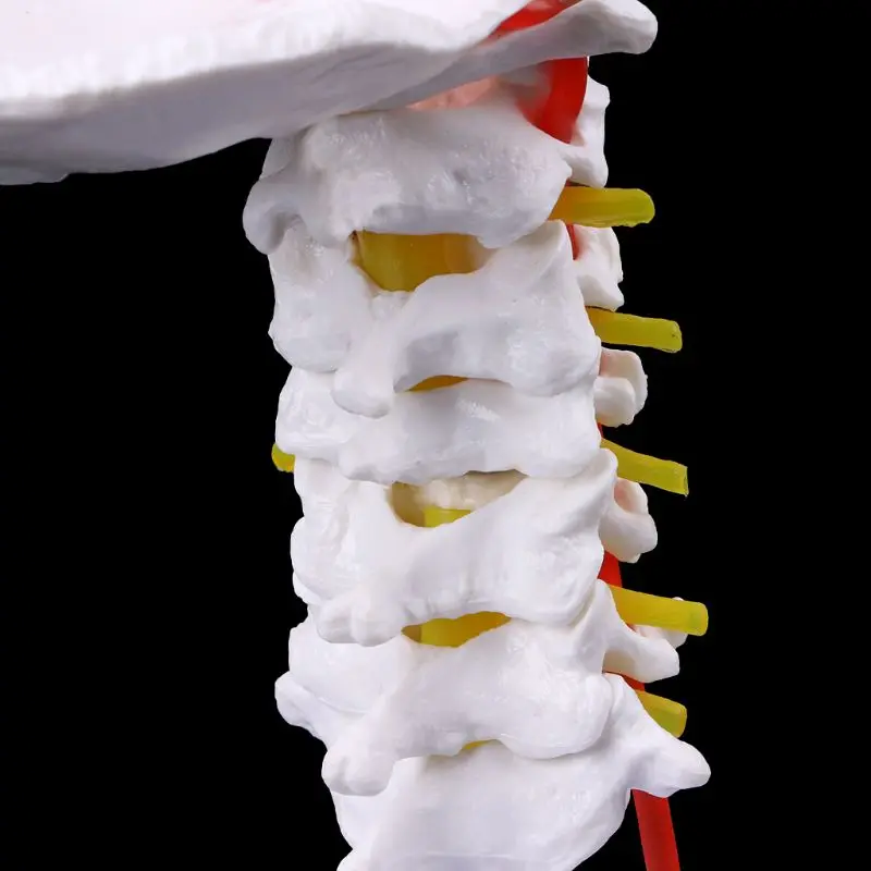 Шейные позвонки артерия позвоночника анатомическая модель в натуральную величину медицинские канцелярские принадлежности для школы
