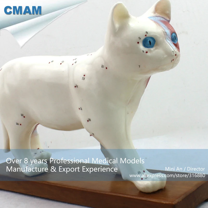 12004 CMAM-A04 Anatomy Animal Cat Acupuncture Model, Anatomy Models > Acupuncture Models 12004 CMAM-A04 Anatomy Animal Cat Acupuncture Model, Anatomy Models > Acupuncture Models