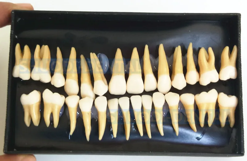 Стоматологическая 28 шт. 1:1 демонстрация перманентных зубов Обучение Модель денталдантиста практика продукт Typodont