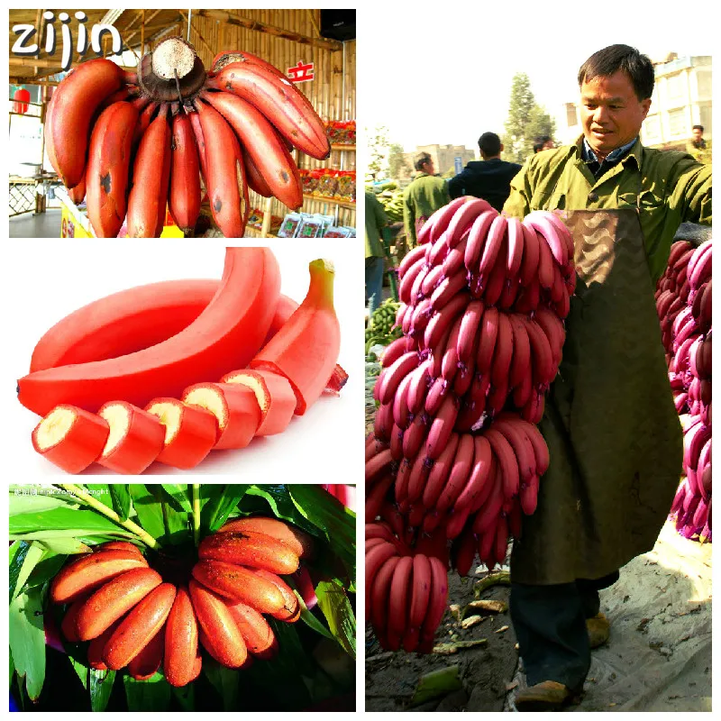 

100PCS Very Rare Red Banana bonsai Outdoor Perennial Interesting Plants Milk Taste Delicious Fruit plant For Home Garden