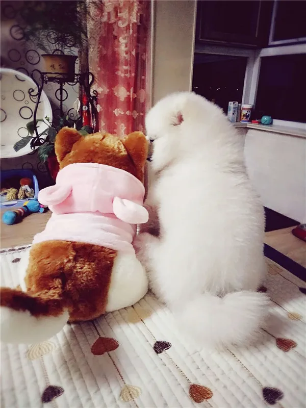 Cute Pomeranian Dog Plush Toys 4 sizes - Buyers Show 3